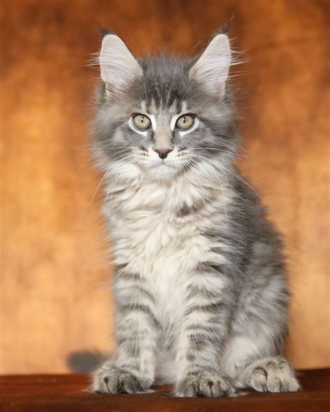 maine coon adopcion|Maine Coon Cat Breed & Adoption Information 